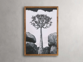 Aloidendron Framed Print