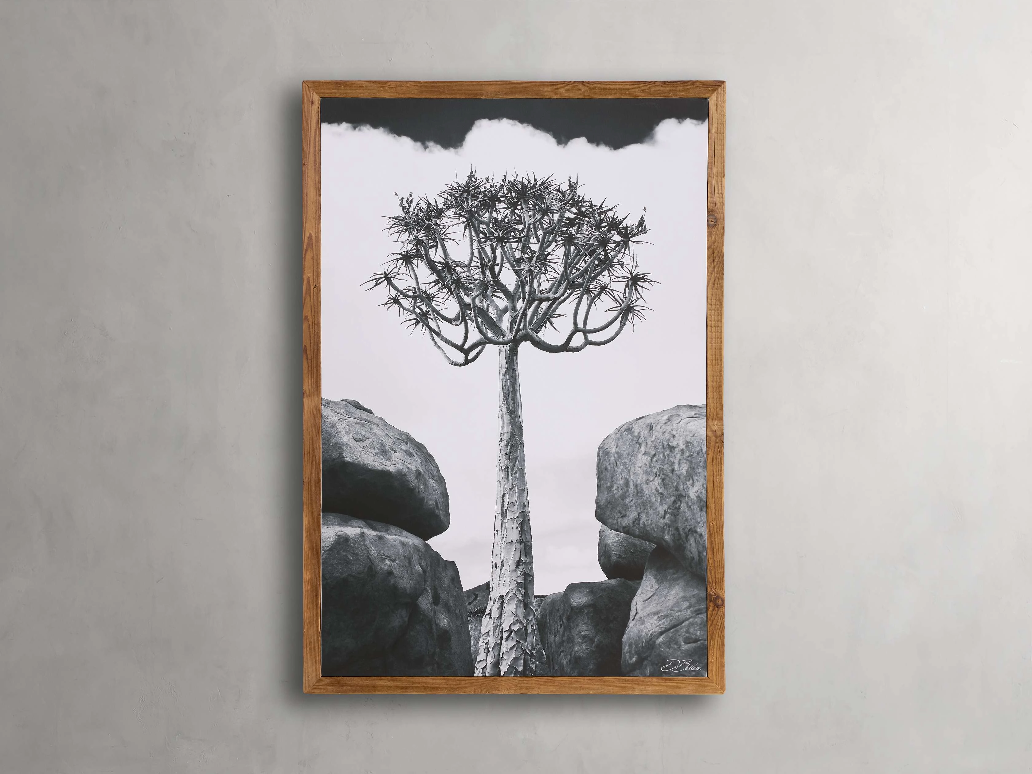 Aloidendron Framed Print