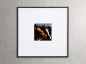 Argentina Horses  I Framed Print