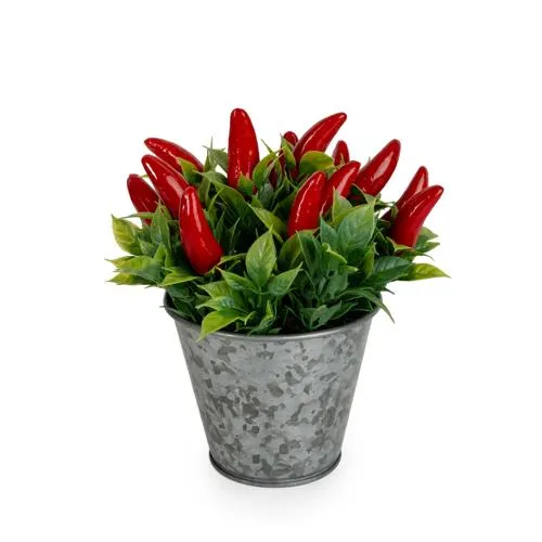 Artificial Chillies in Decorative Tin - 15cm