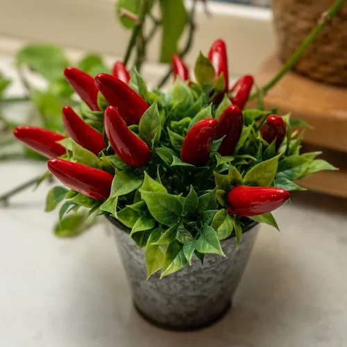 Artificial Chillies in Decorative Tin - 15cm