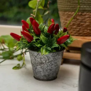 Artificial Chillies in Decorative Tin - 15cm kitchen essentials, utensils set