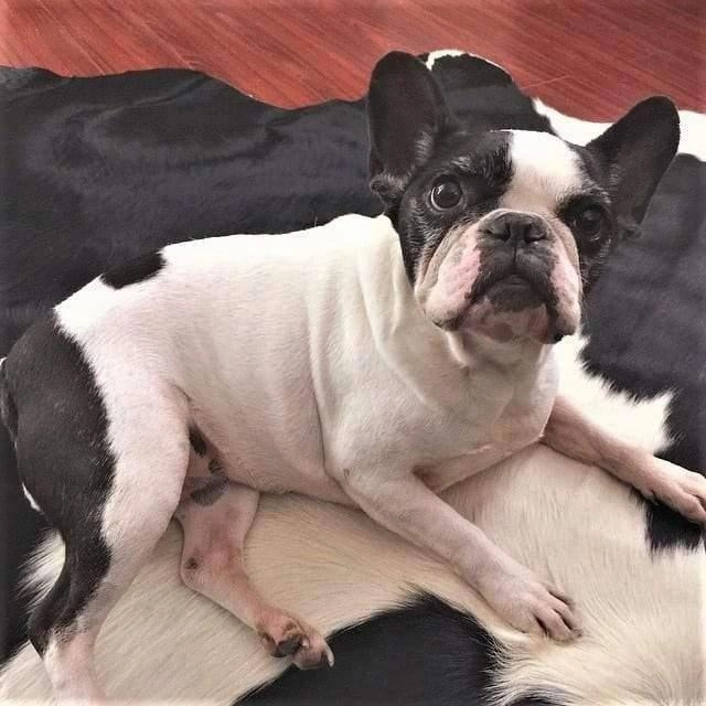 Brazilian Black and White Cowhide Rug