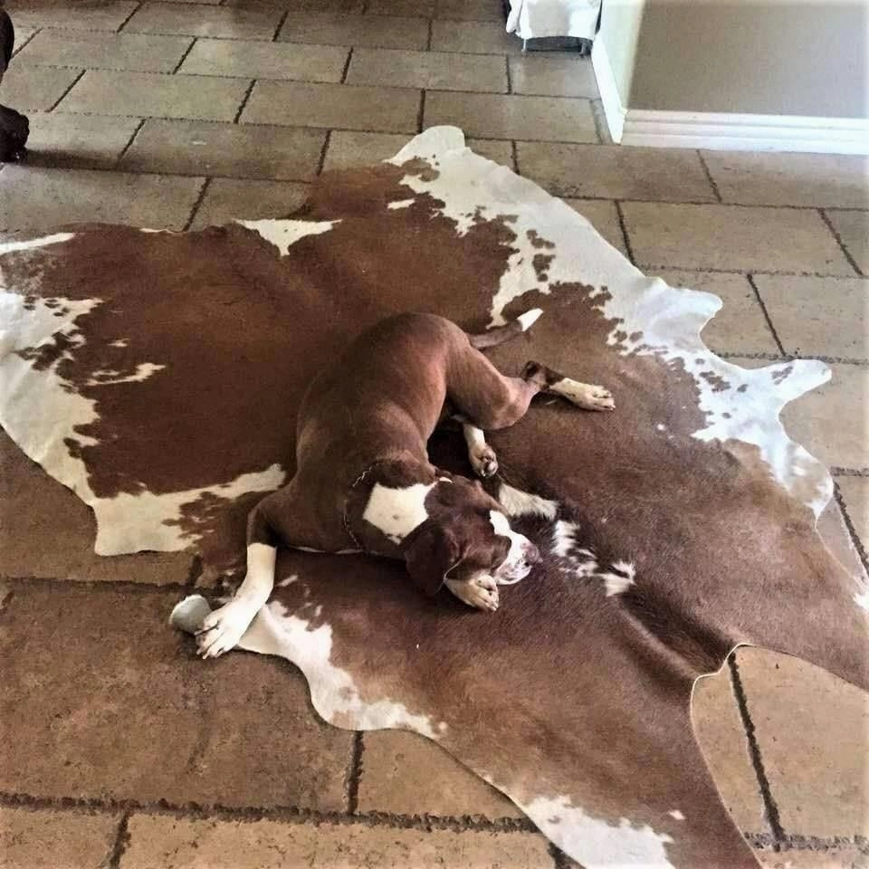 Brazilian Cowhide Rug - Brown & White