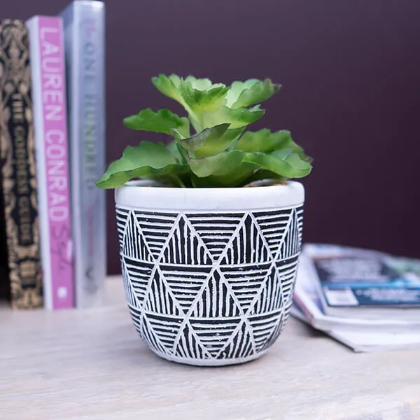 Chic Green Lifelike Succulent in Black and White Geometric Pot kitchen essentials, utensils set