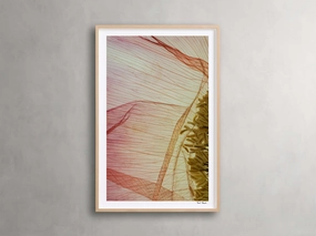 Cosmos Petals Framed Print