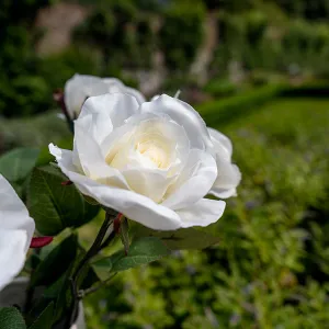 Elegant Lifelike Cream Open Rose with a Single Graceful Green Stem kitchen essentials, utensils set