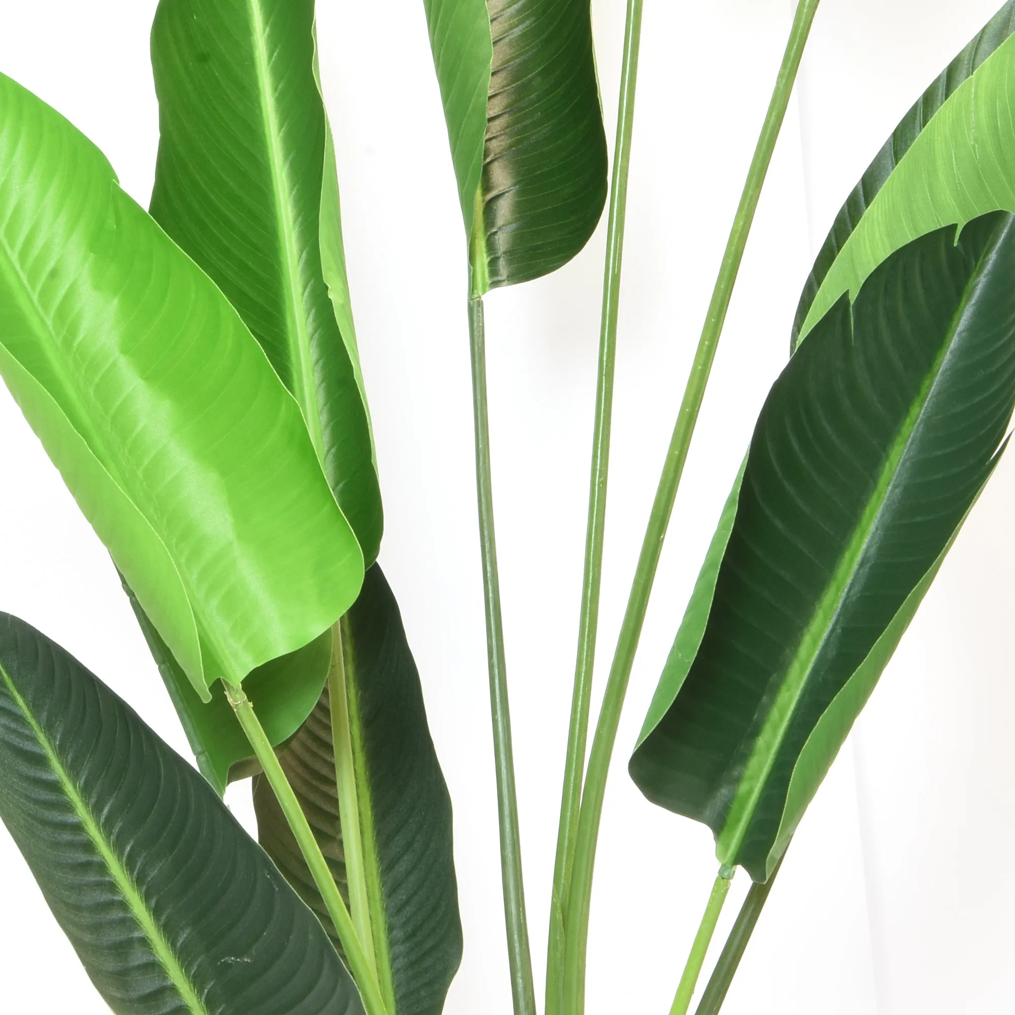 Elegant Strelitzia Plant in Chic Black Pot