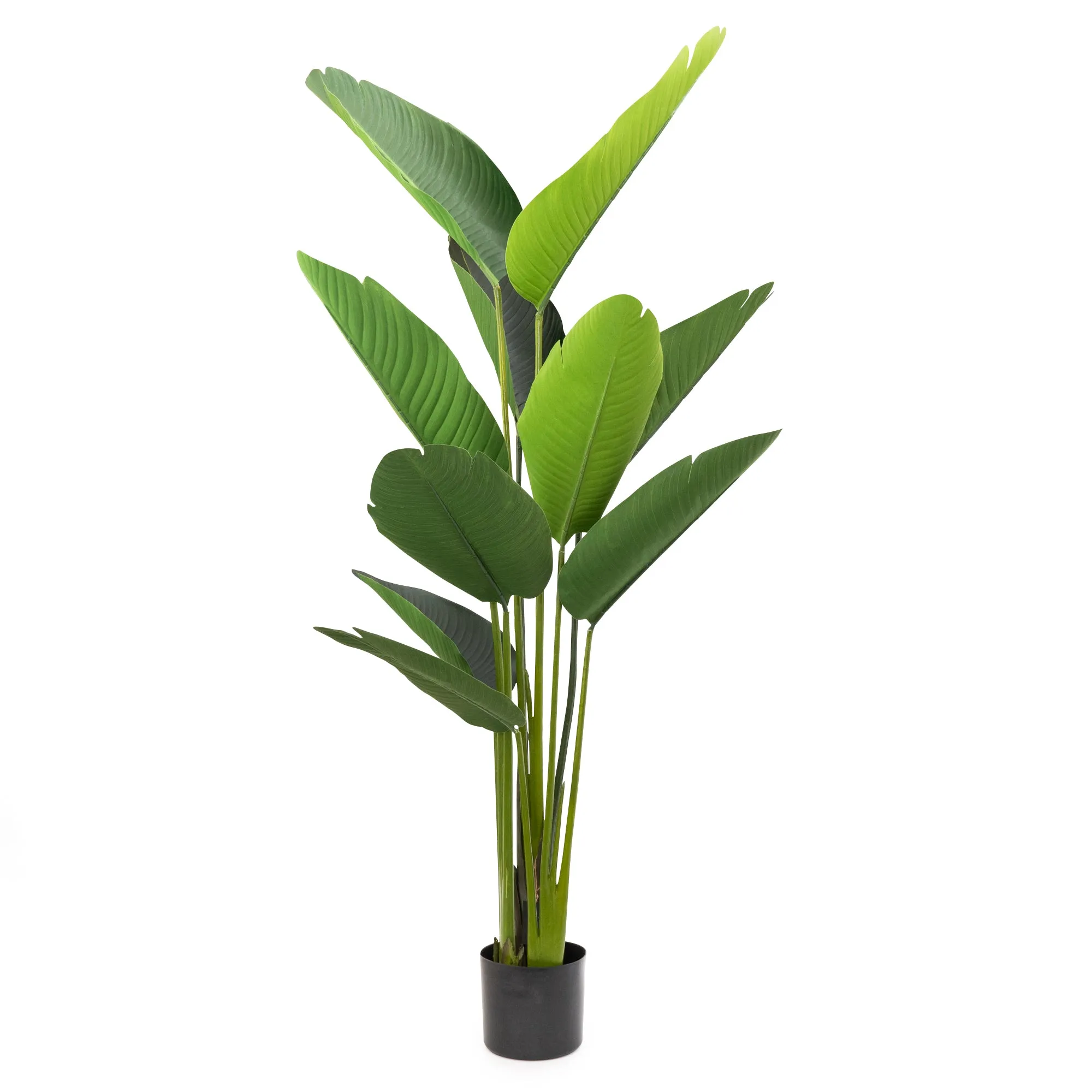 Elegant Strelitzia Plant in Chic Black Pot