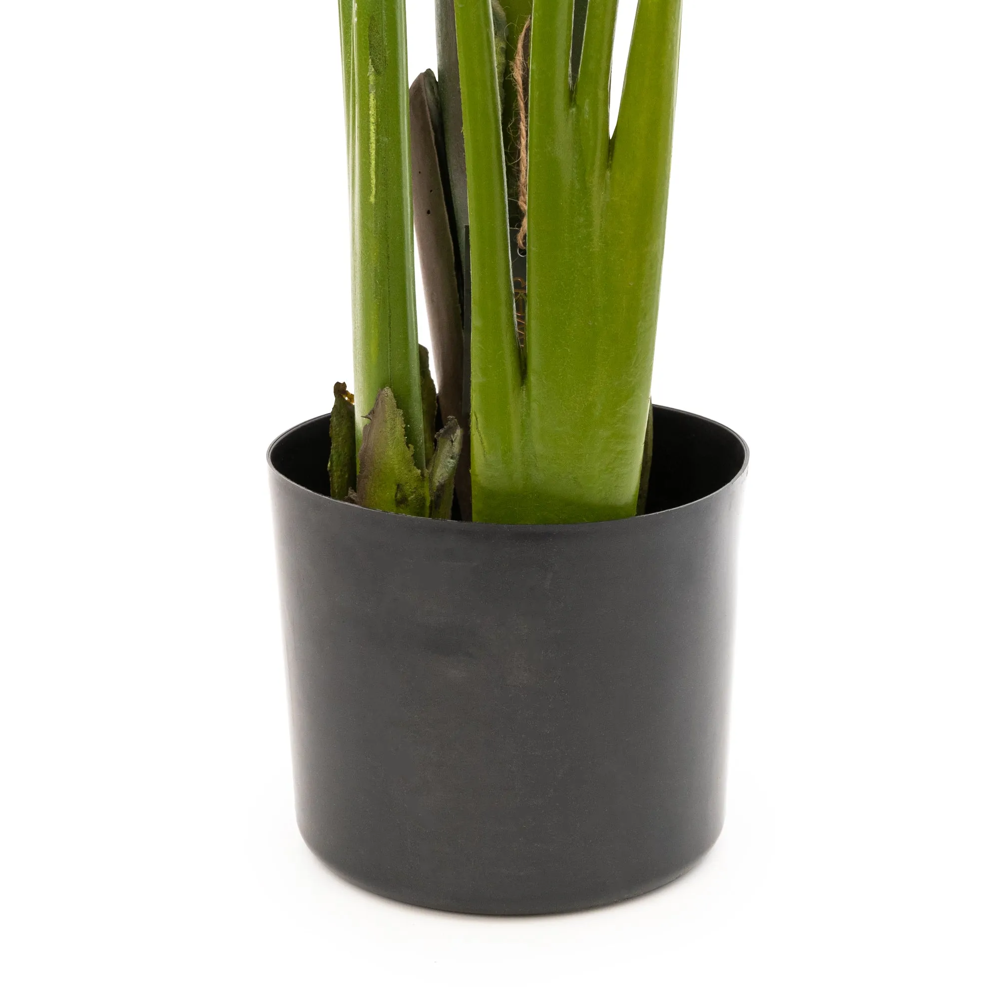 Elegant Strelitzia Plant in Chic Black Pot