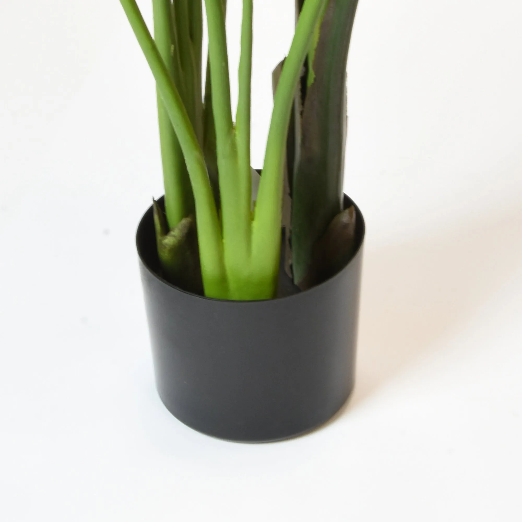 Elegant Strelitzia Plant in Chic Black Pot