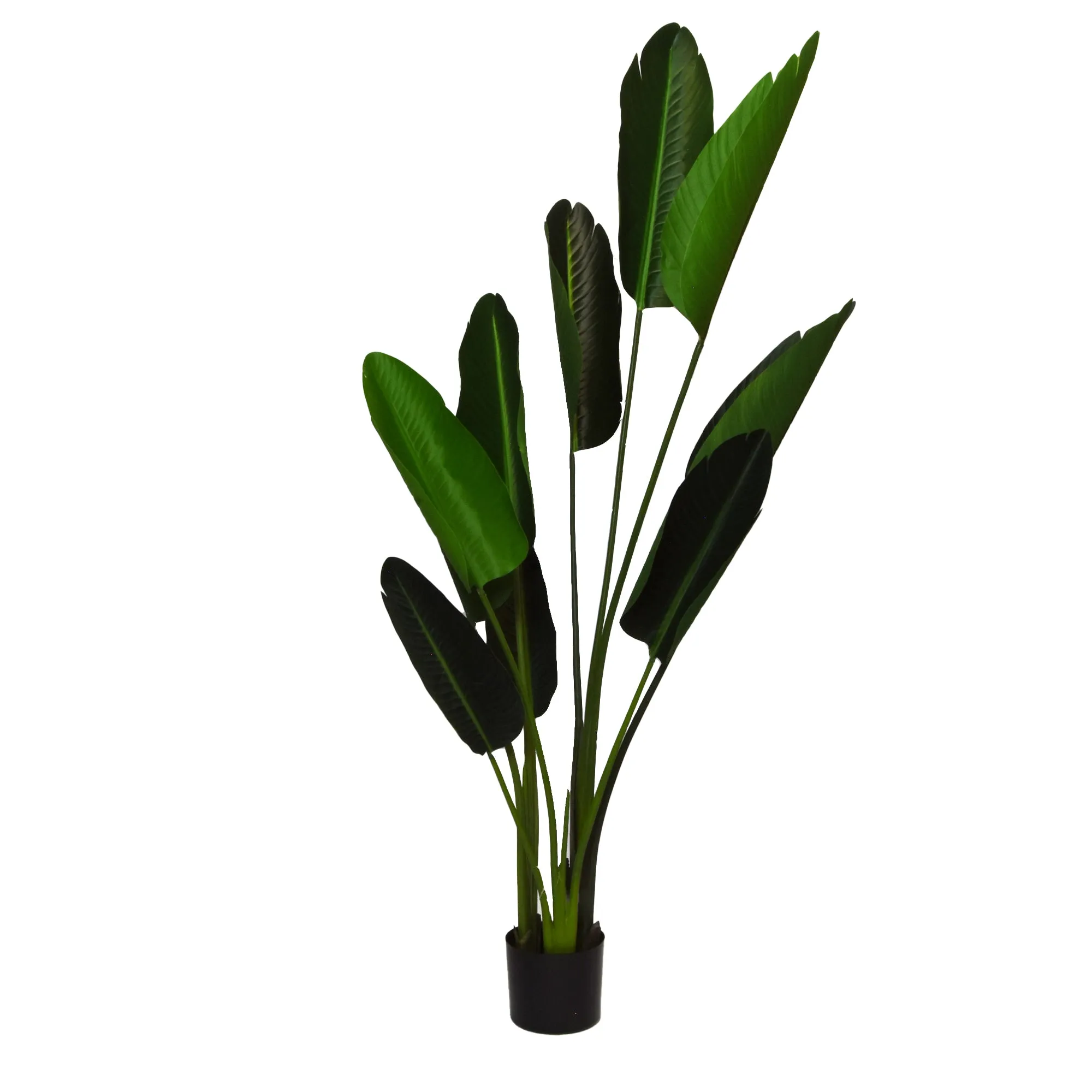 Elegant Strelitzia Plant in Chic Black Pot