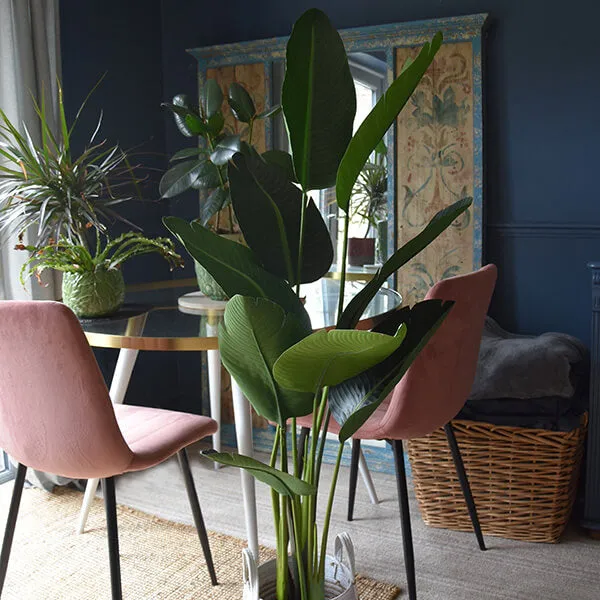 Elegant Strelitzia Plant in Chic Black Pot