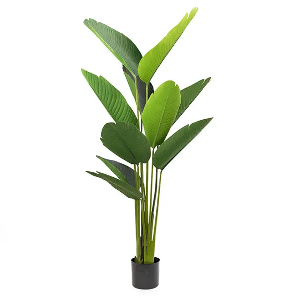 Elegant Strelitzia Plant in Chic Black Pot