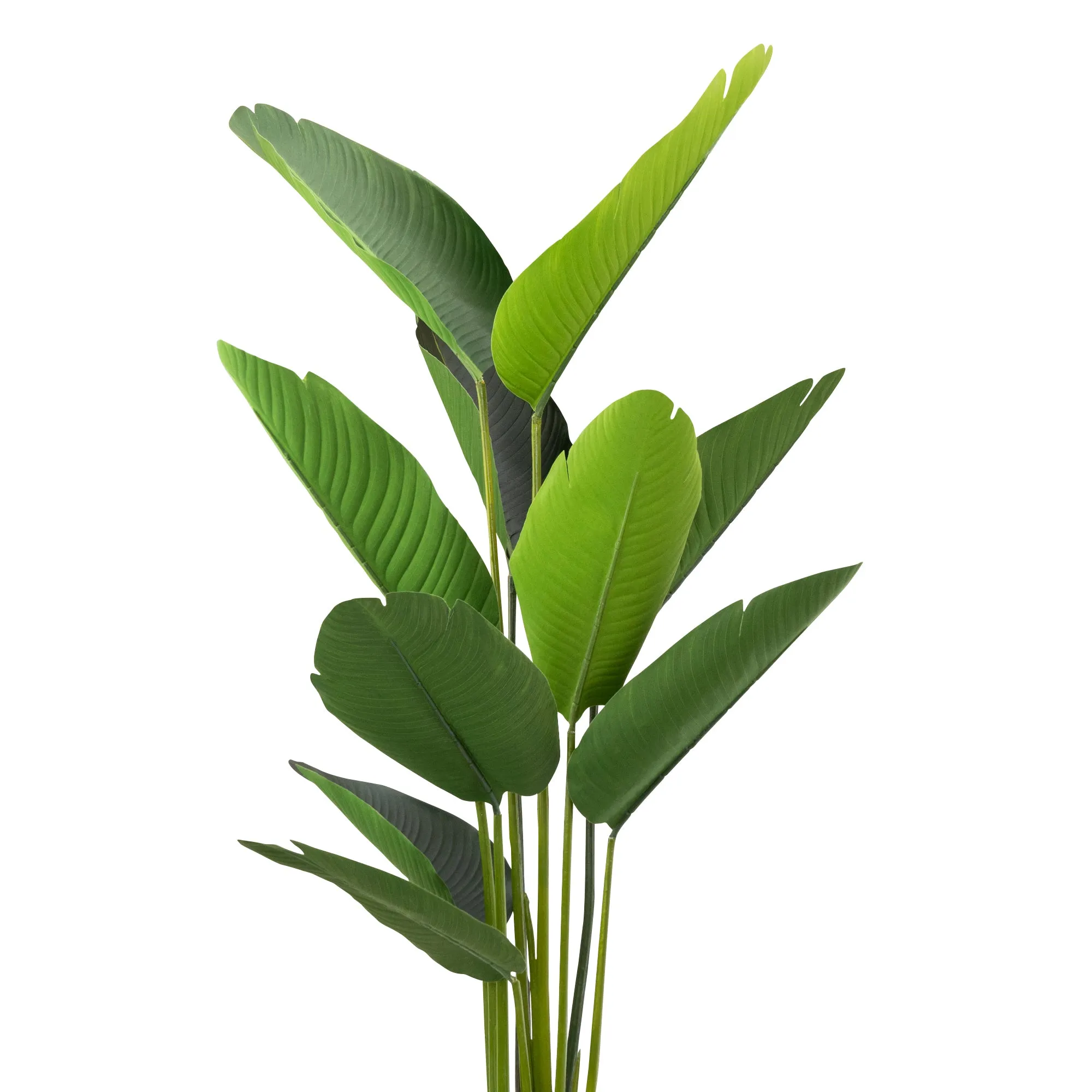 Elegant Strelitzia Plant in Chic Black Pot