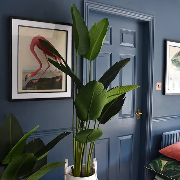 Elegant Strelitzia Plant in Chic Black Pot