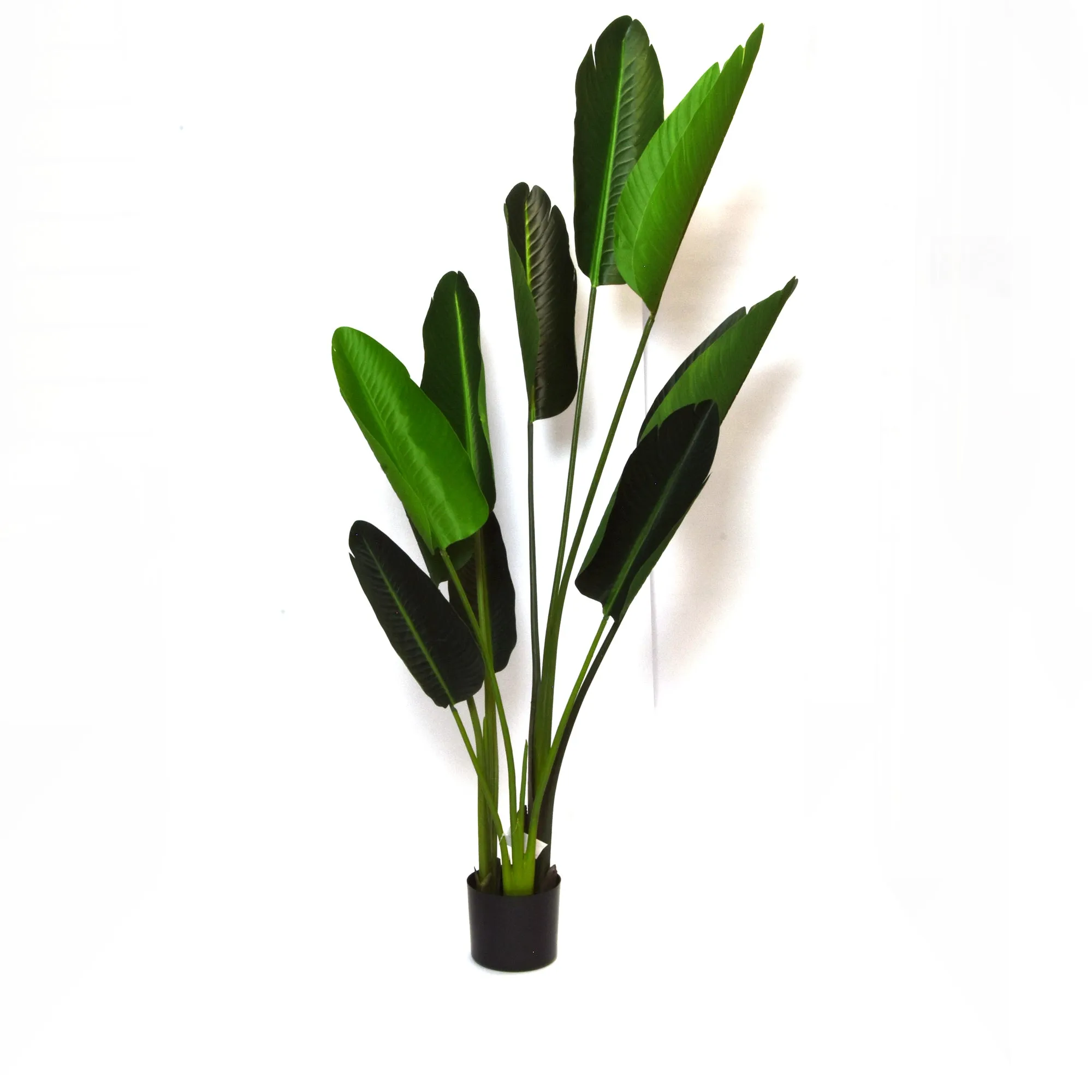 Elegant Strelitzia Plant in Chic Black Pot
