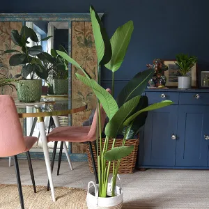 Elegant Strelitzia Plant in Chic Black Pot kitchen essentials, utensils set