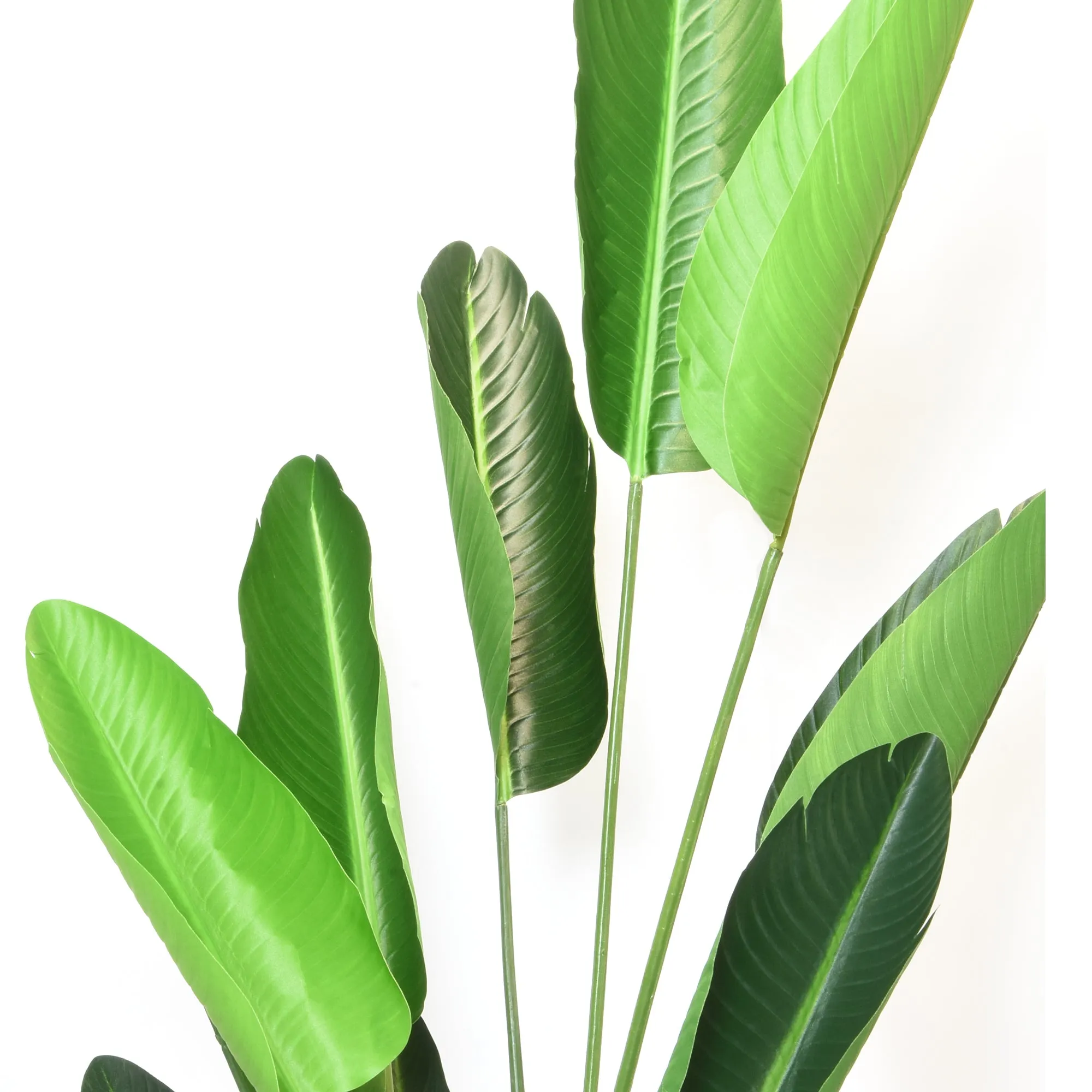 Elegant Strelitzia Plant in Chic Black Pot