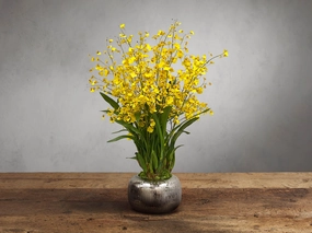 Faux Dancing Orchid in Artisanal in Pot