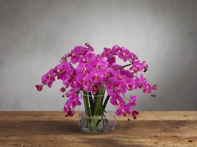 Faux Fuchsia Phalaenopsis in Glass