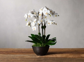 Faux White Orchids in Bronze Terracotta Bowl