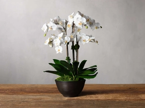 Faux White Orchids in Bronze Terracotta Bowl