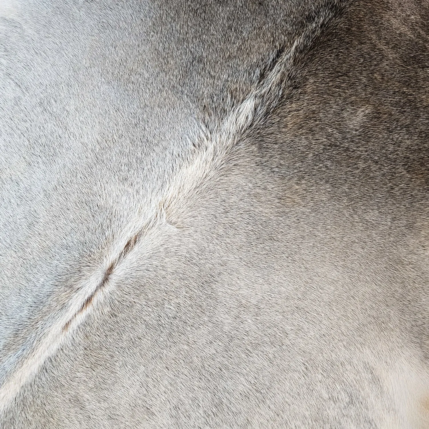 Gradient Grey Cowhides