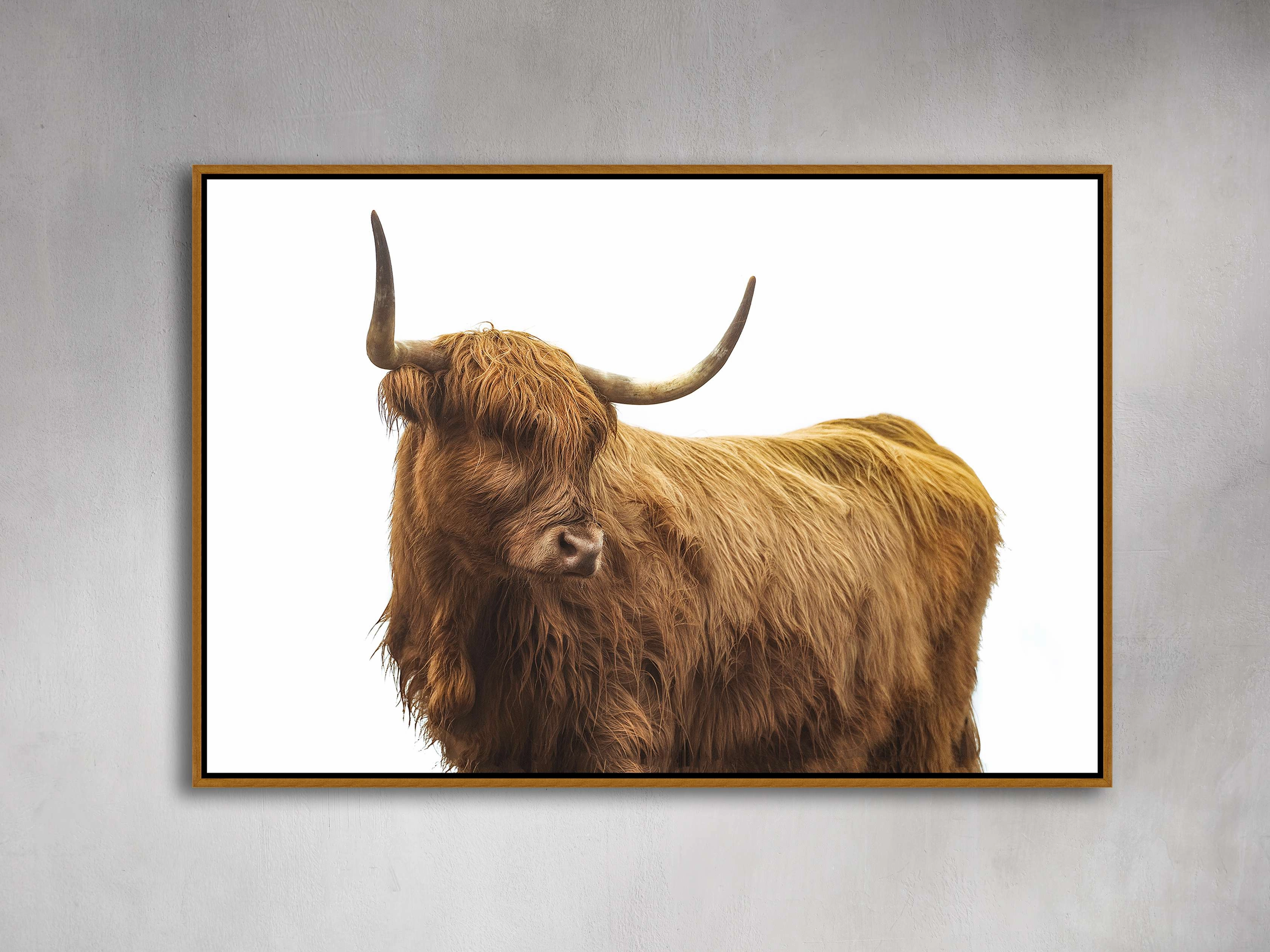 Highland Framed Print
