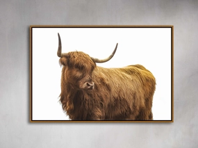 Highland Framed Print