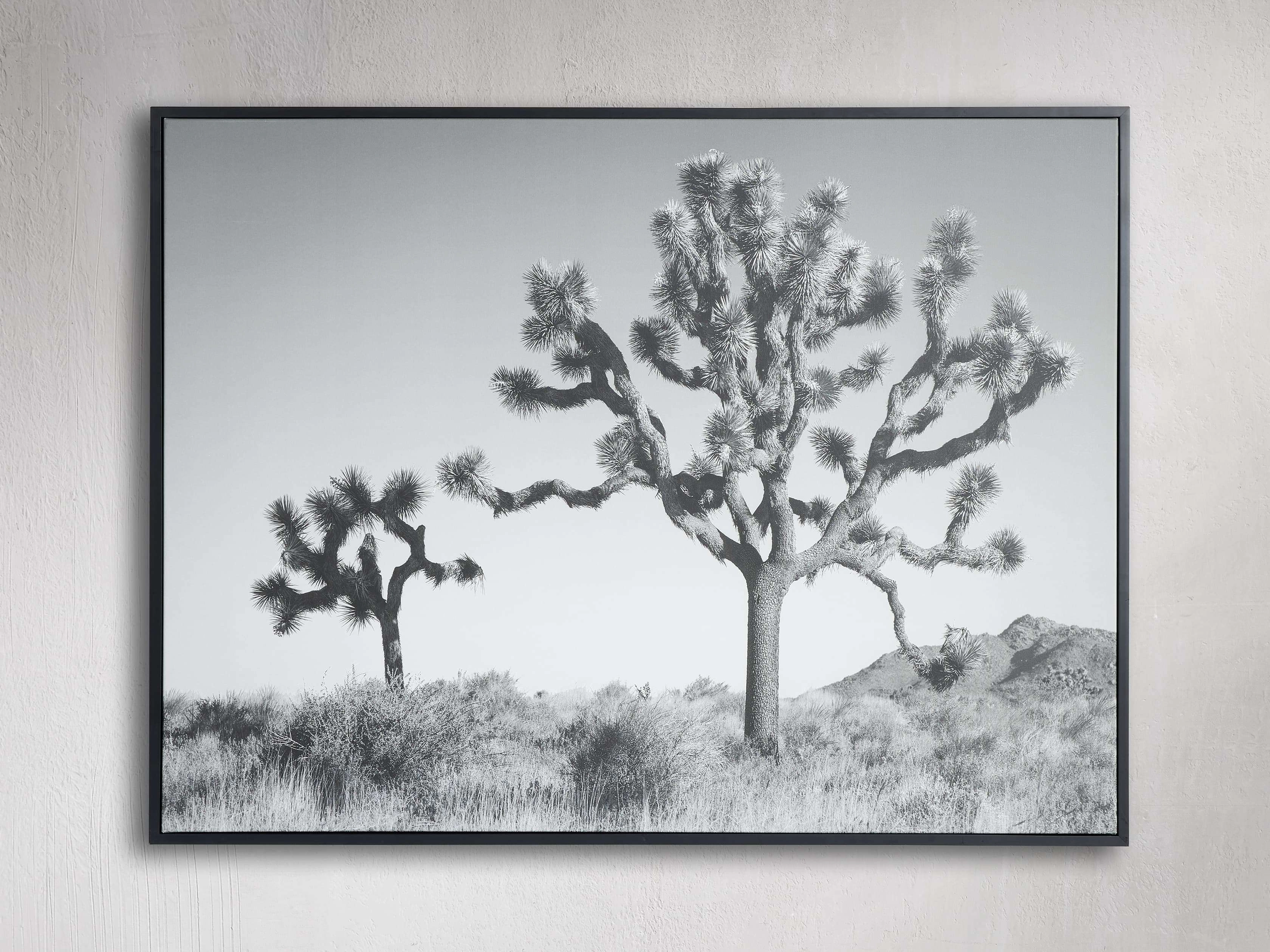 Joshua Tree Duo Framed Print