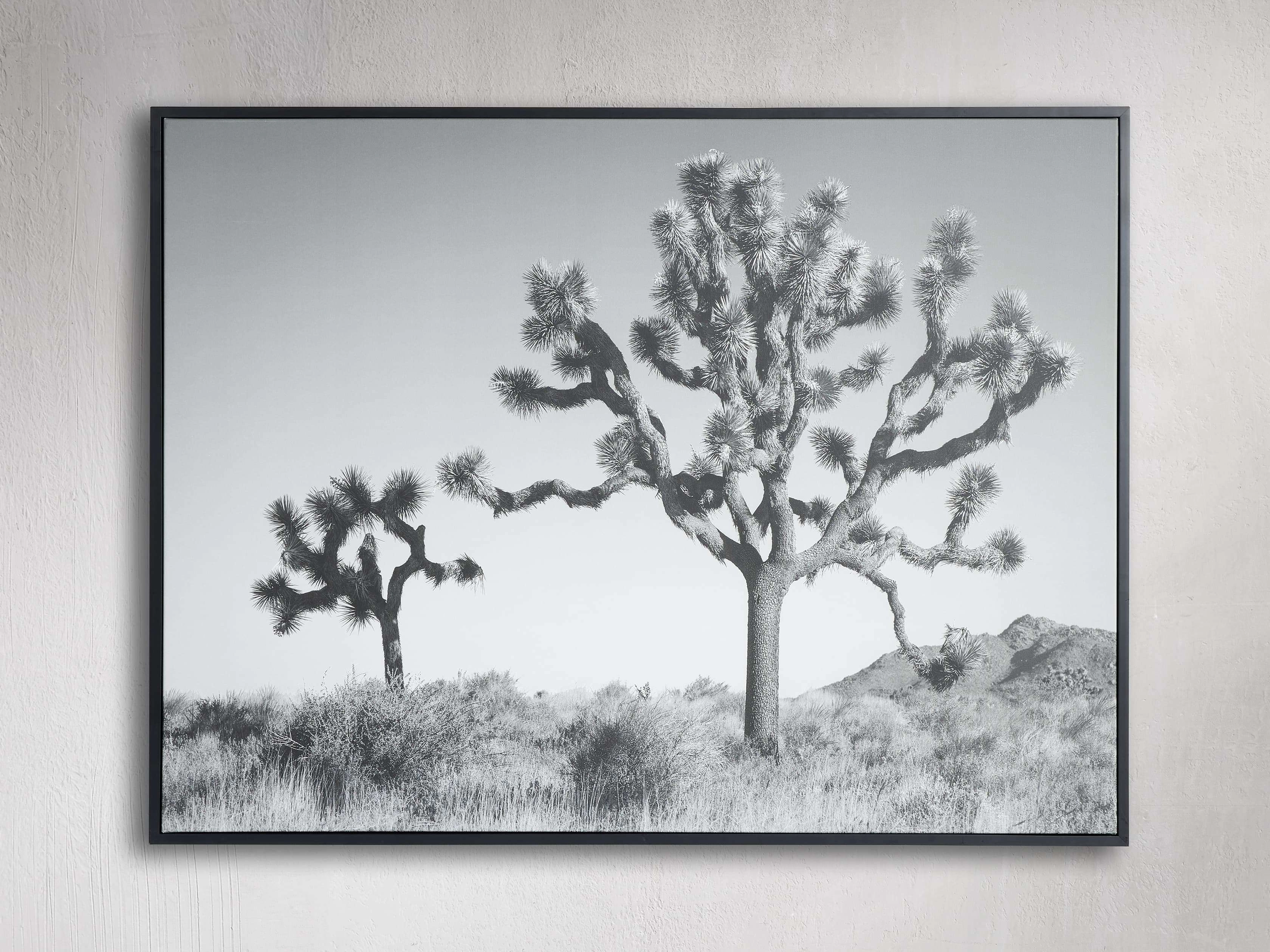 Joshua Tree Duo Framed Print