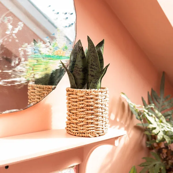 Lifelike Evergreen Faux Aloe Vera Plant in Stylish Seagrass Basket