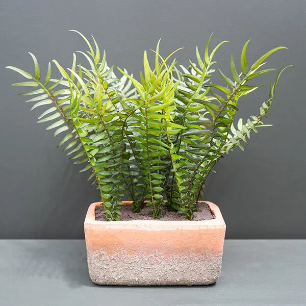 Lifelike Green Fern in Modern Cement Pot kitchen essentials, utensils set