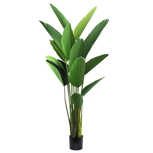 Lifelike Tall Green Strelitzia in Sleek Black Pot