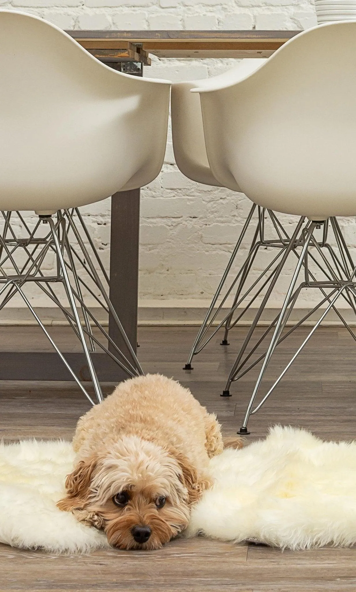 New Zealand Sheepskin Wool Accent Rug