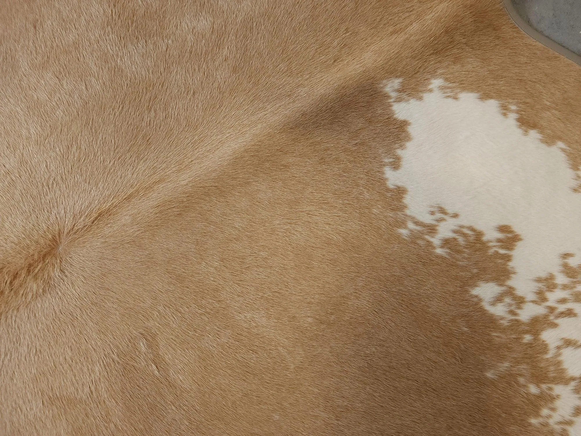 Palomino with White Cowhide & Leather Trim