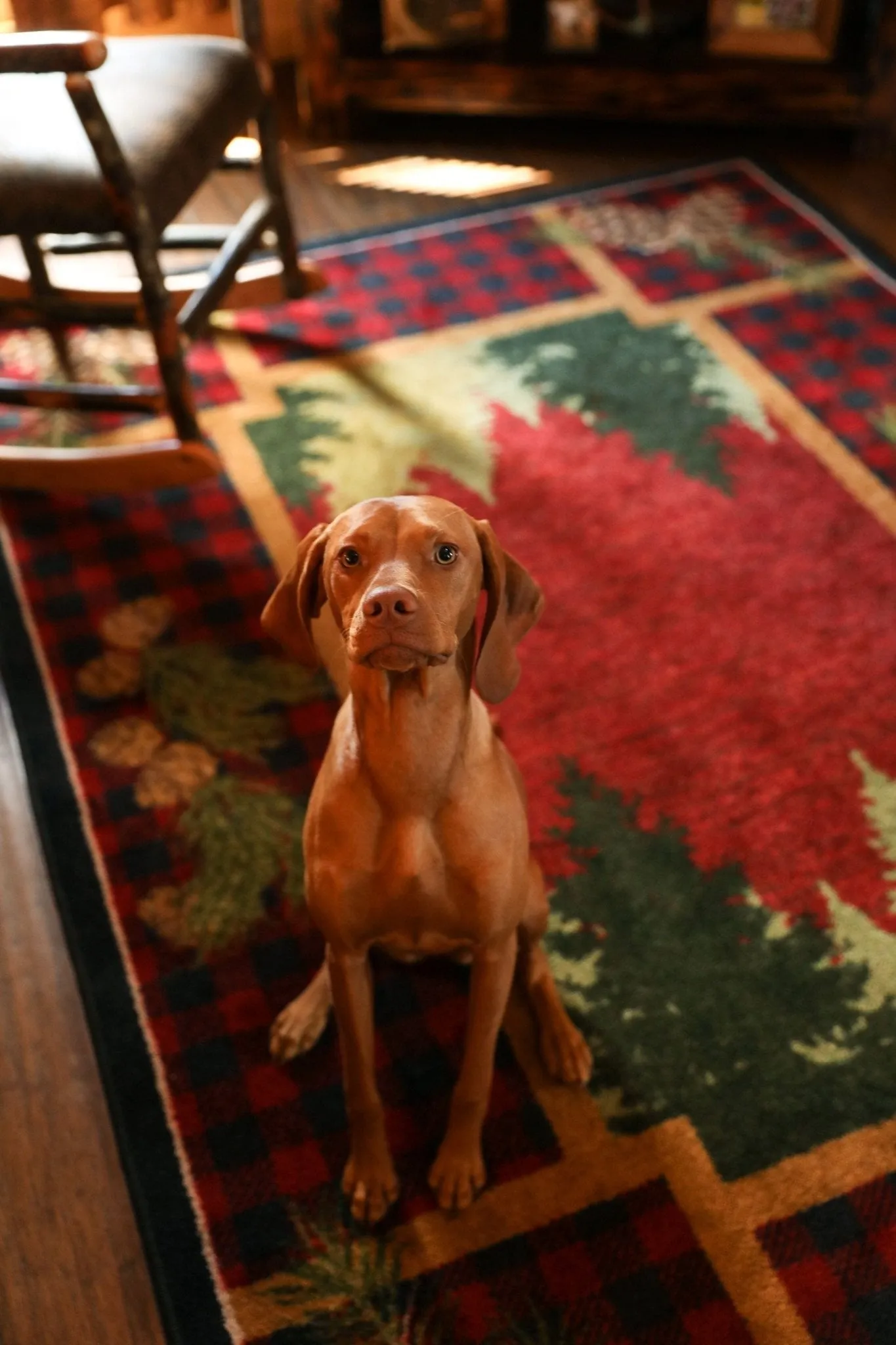 Plaid Woodsman 11x13 Lodge Area Rug