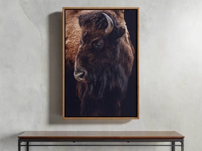 Plains Bison Framed Print