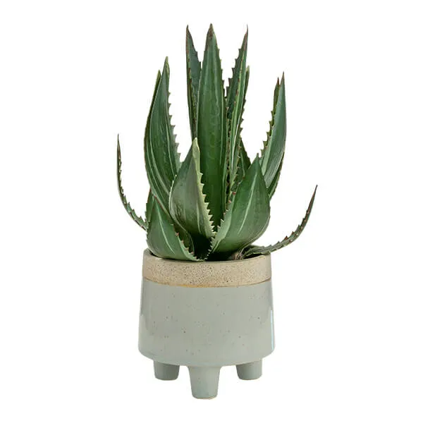 Radiant Lifelike Aloe Vera in Chic White Pot