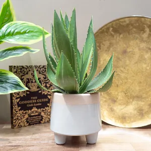 Radiant Lifelike Aloe Vera in Chic White Pot kitchen essentials, utensils set