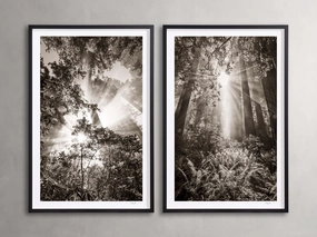 Redwoods I (Set of 2)