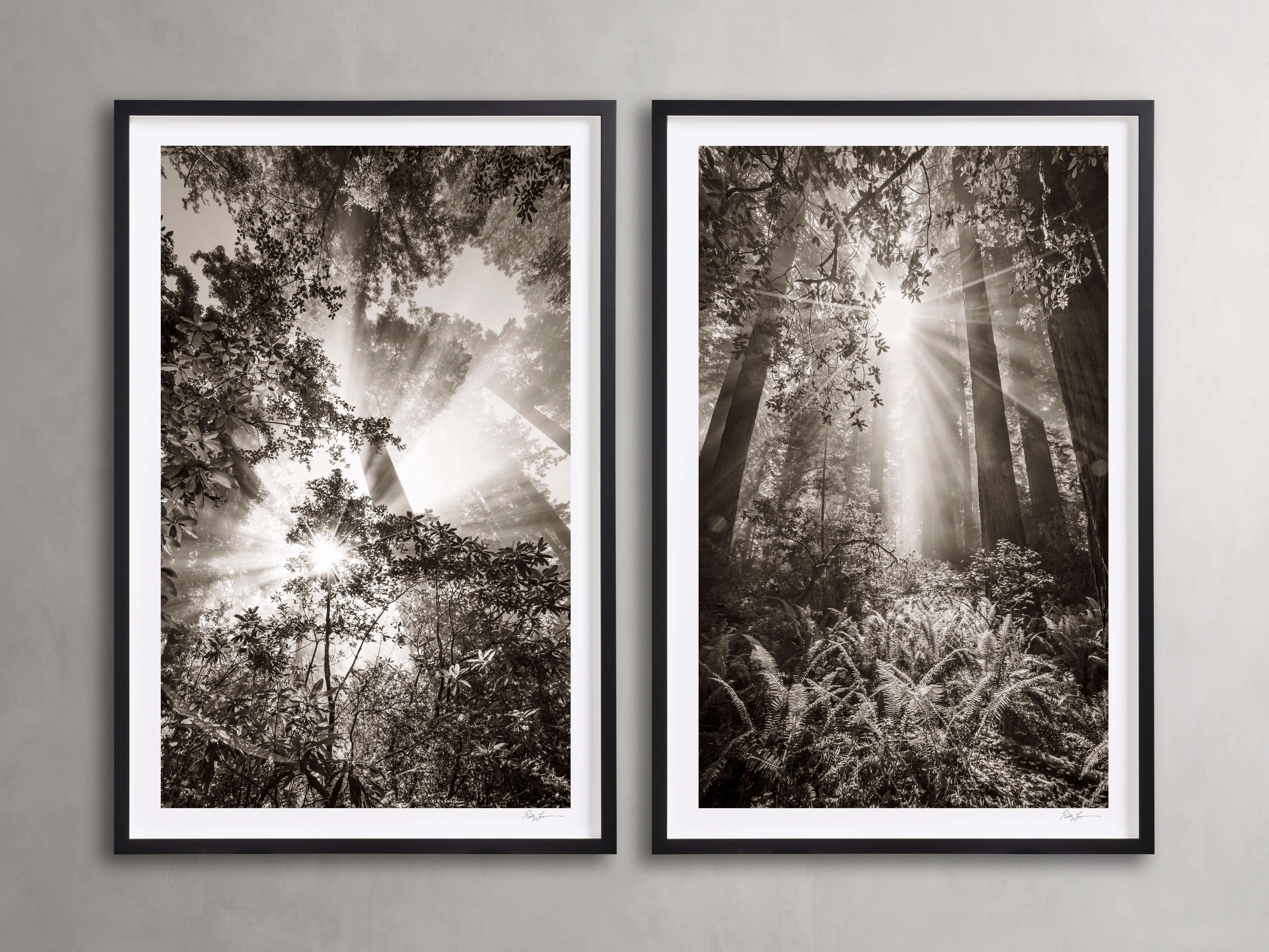 Redwoods I (Set of 2)