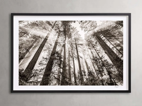 Redwoods II Framed Print