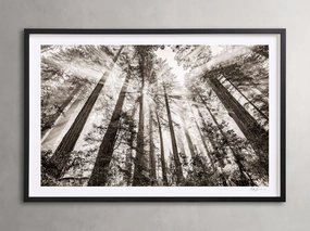 Redwoods II Framed Print