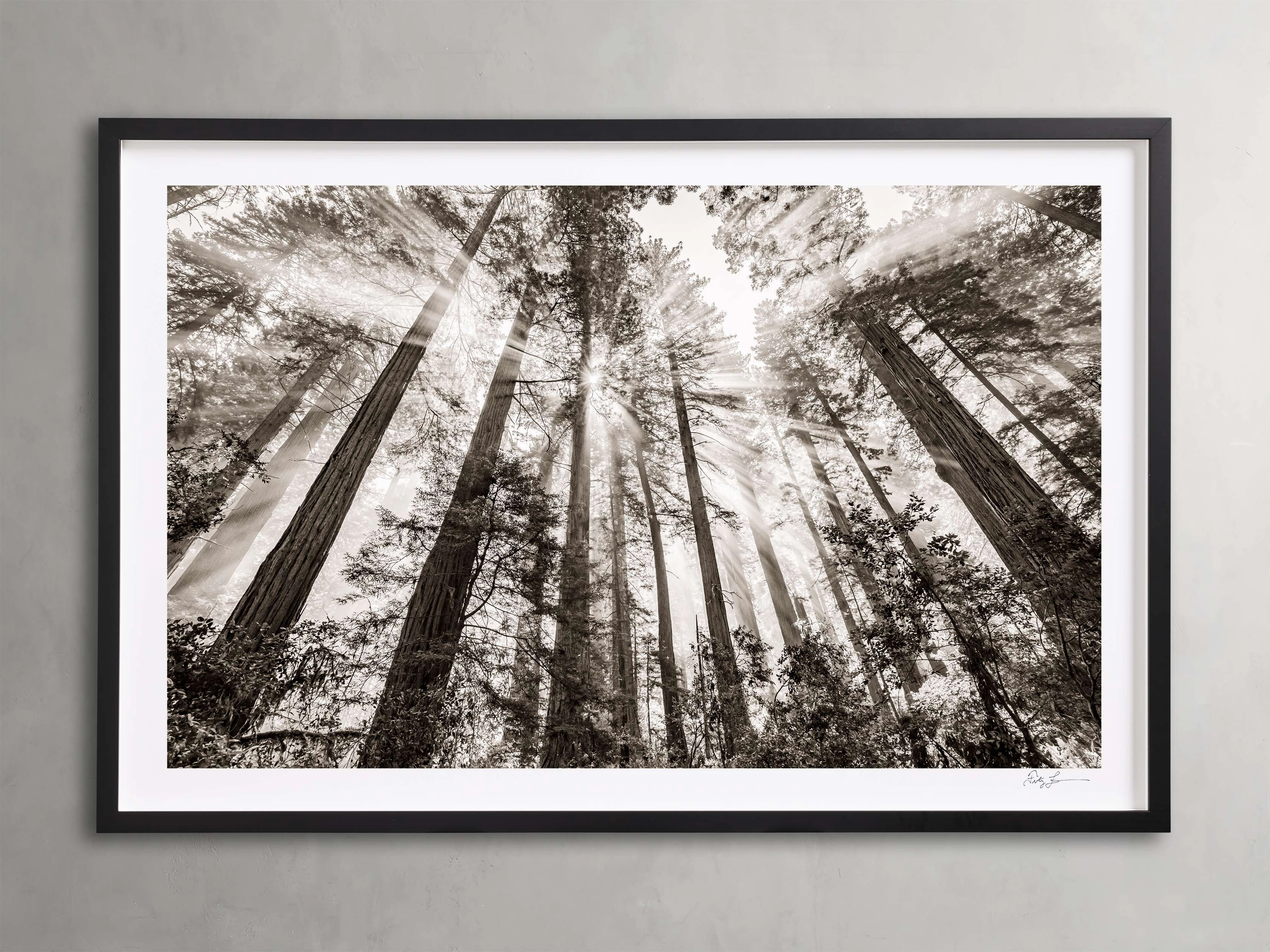 Redwoods II Framed Print