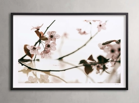 Sakura Framed Print