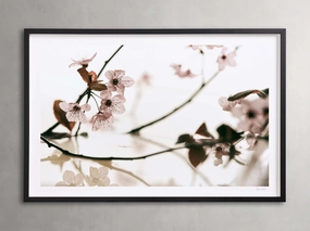 Sakura Framed Print