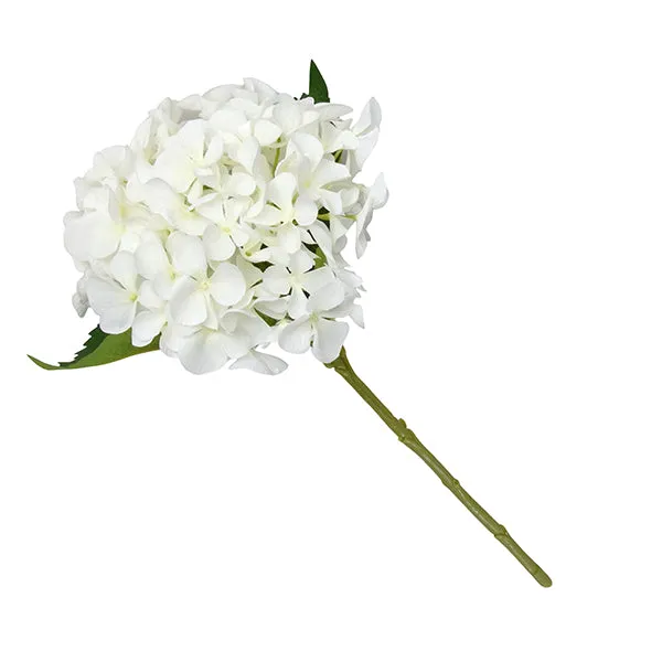 Single White Hydrangea Blossom