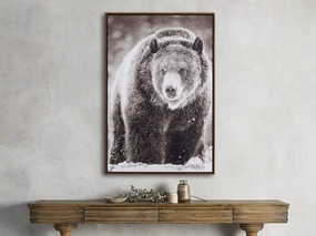 Snow Grizzly Framed Print